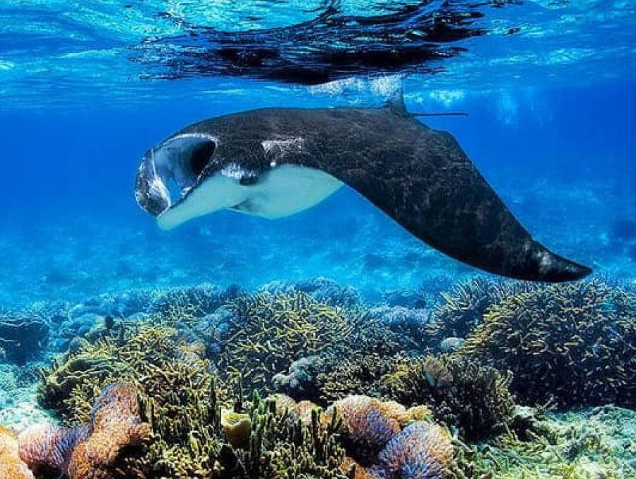 Beach Relaxation & Snorkeling