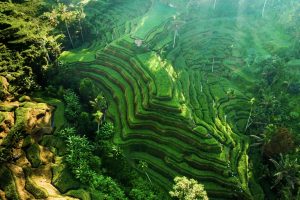 ubud rice terrace