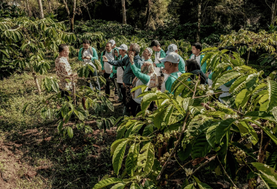Coffee plantation tour at Mesastila Resort Losari Java
