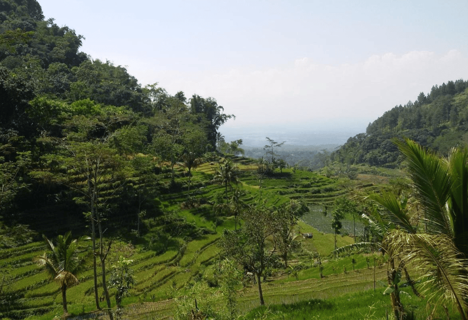 trekking through lush rice fields on the slopes of Mount Sumbing