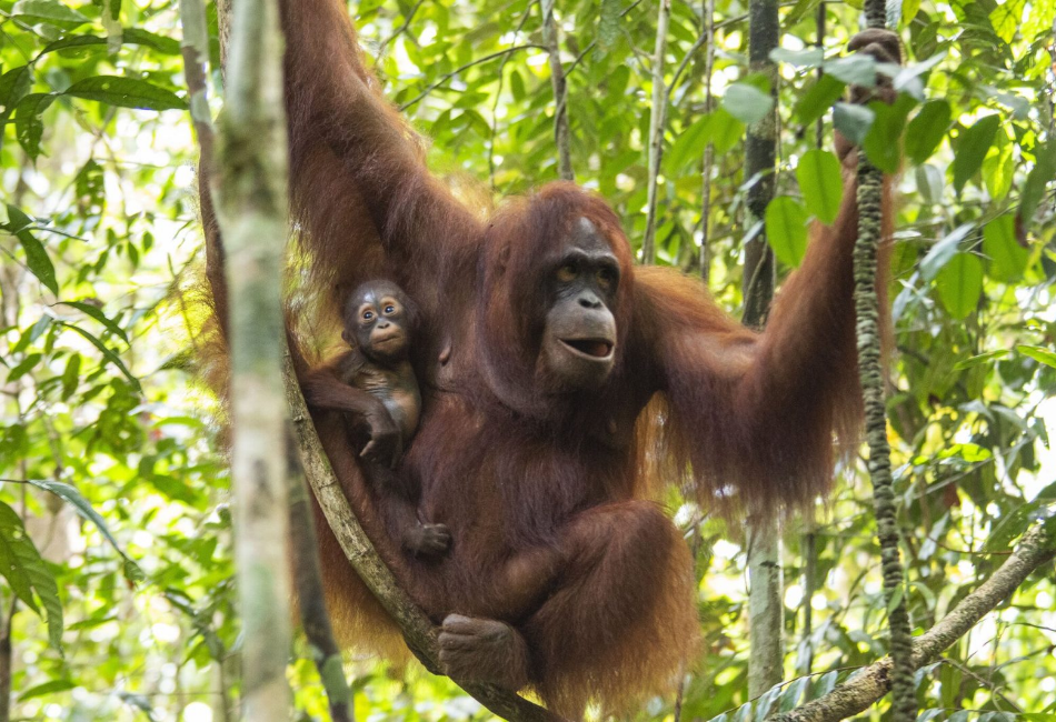 Baby orangutan in Tanjung Puting National Park during a Borneo wildlife tour