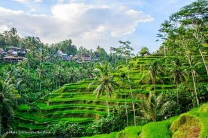 Lush Tegalalang rice terraces in Ubud with iconic palm trees and traditional Balinese irrigation