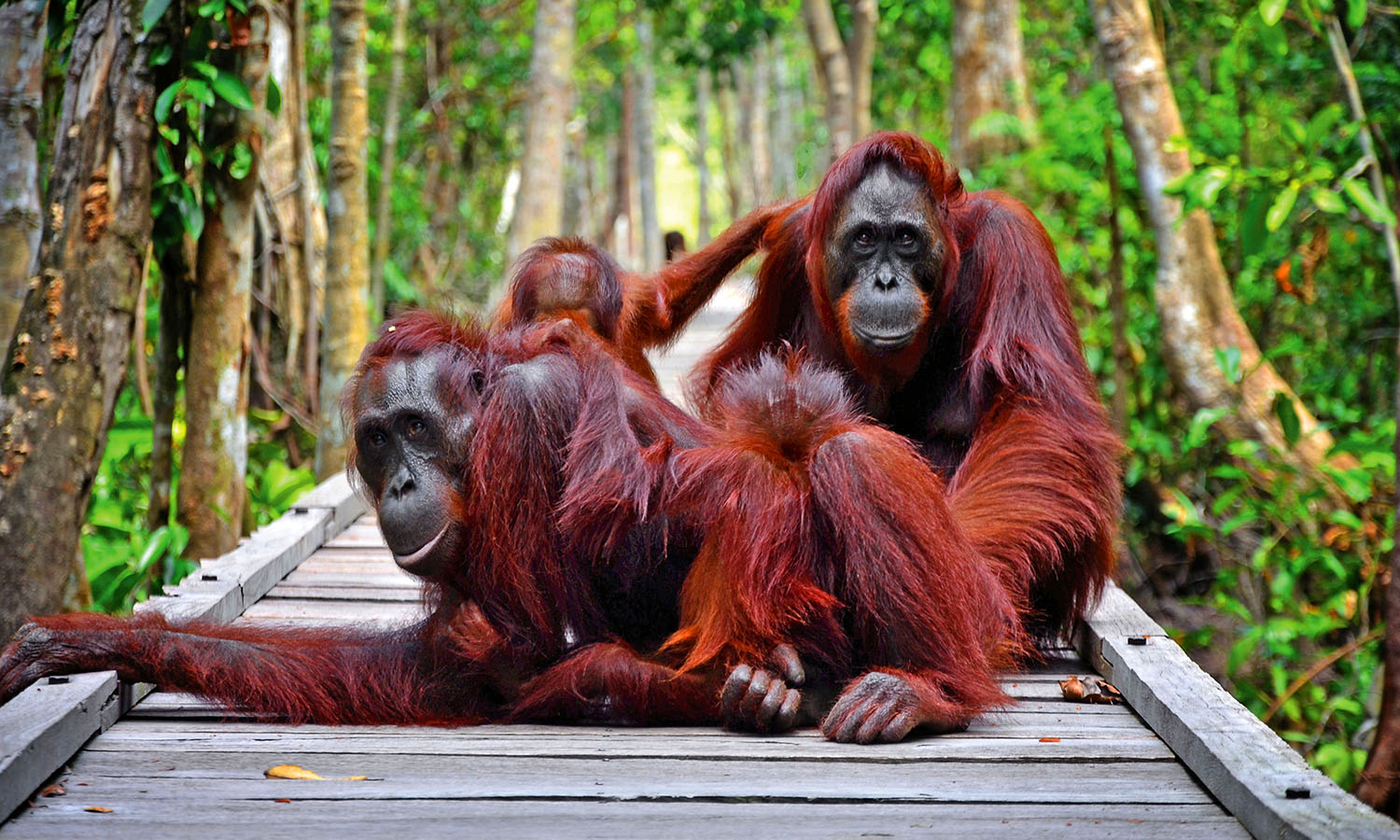 Pasalat Camp & Leakey