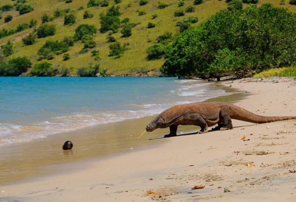 Komodo dragon walking on a beach during a luxury Indonesia wildlife trip
