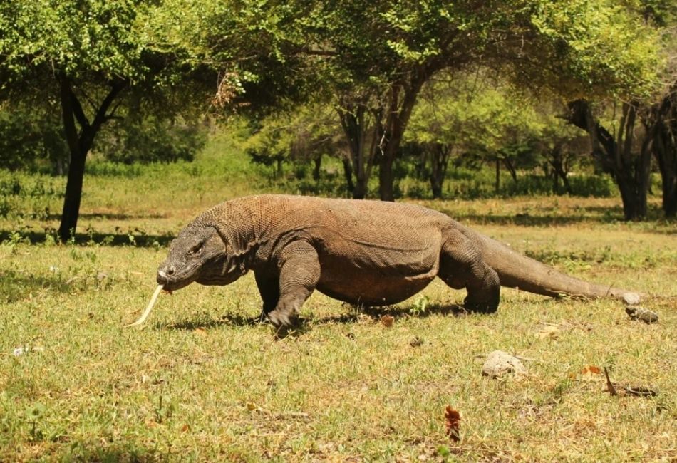 Komodo dragon wildlife encounter on a luxury Indonesia tour itinerary