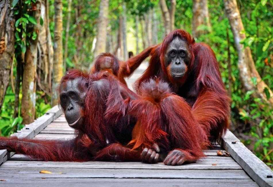 Orangutans on a rainforest boardwalk during a luxury wildlife tour in Indonesia