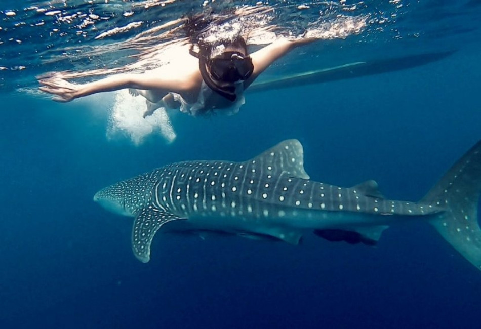 Snorkeling with a whale shark on an Indonesia adventure travel itinerary