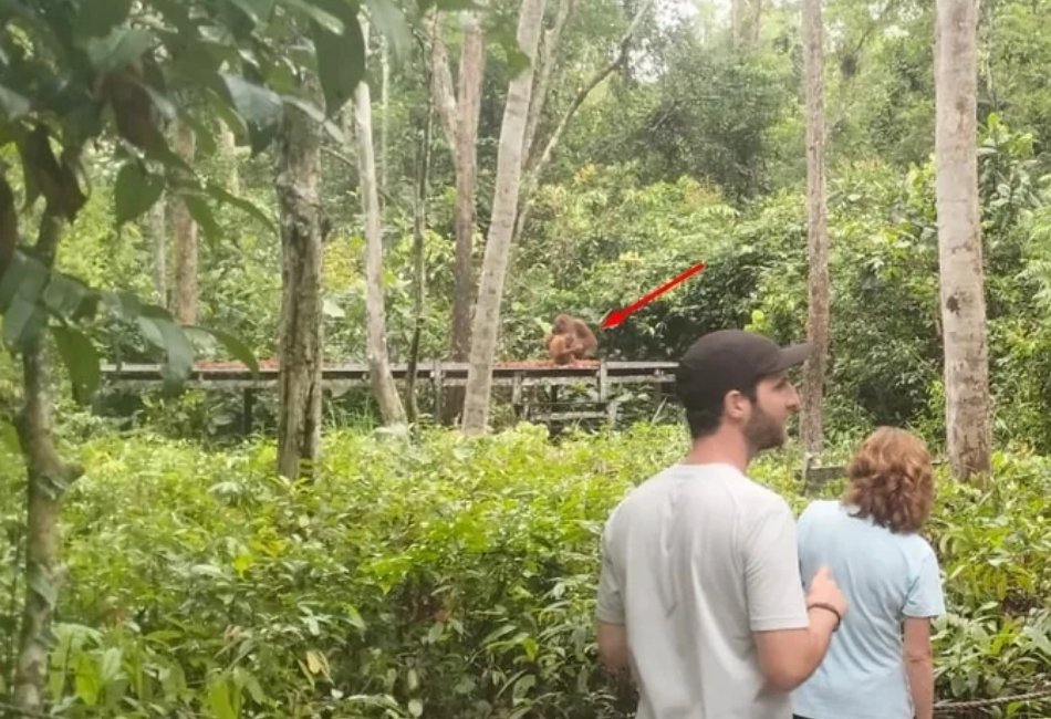Travellers watching an orangutan in Tanjung Puting National Park rainforest