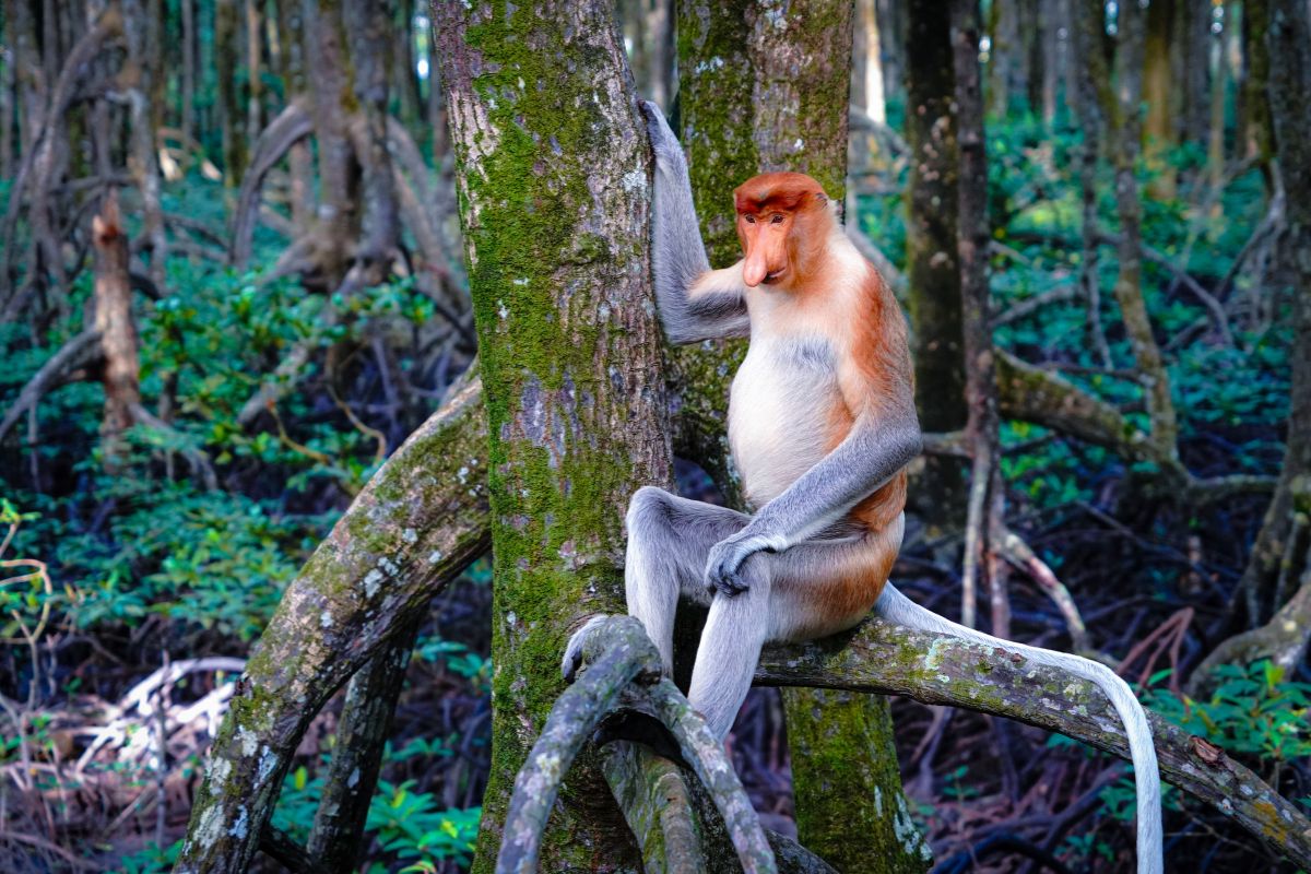 proboscis monkey in borneo island indonesia