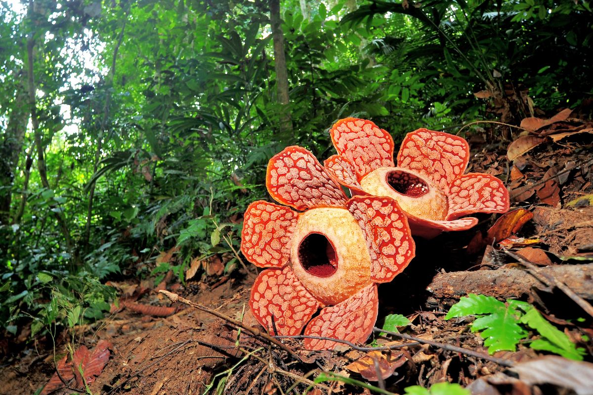 rafflesia world biggest flower borneo indonesia