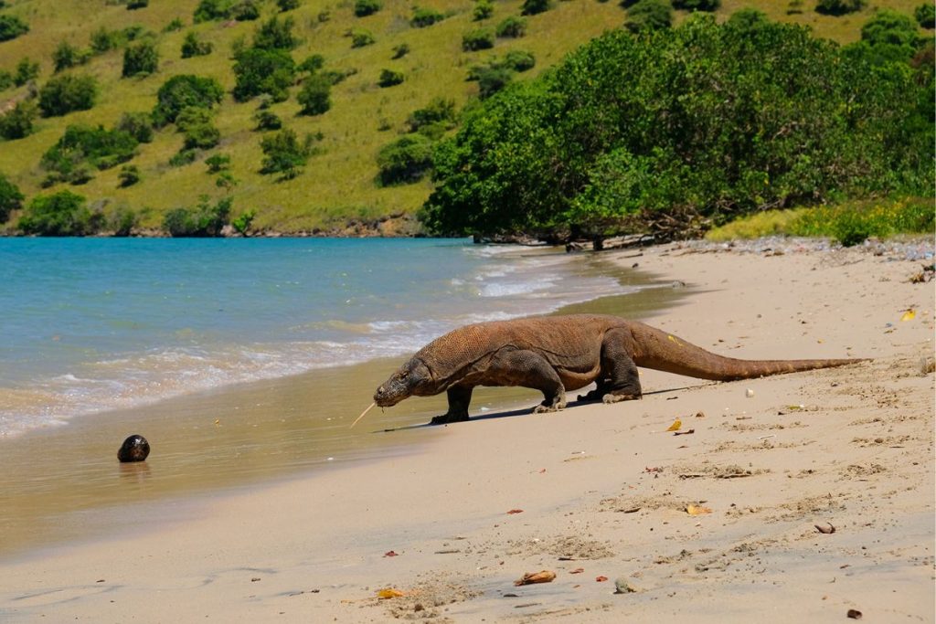 komodo dragon rinca island