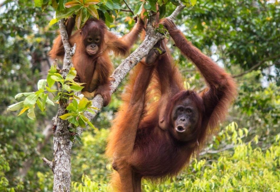lavish travel itineraries indonesia borneo