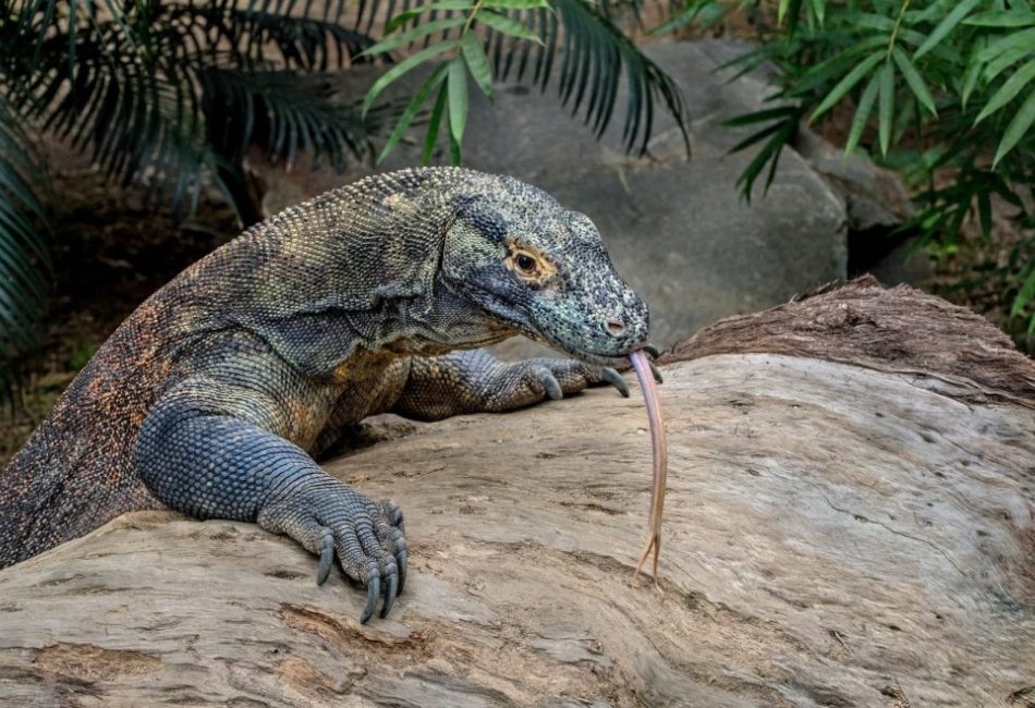 Komodo dragon wildlife encounter on a luxury safari tour in Indonesia