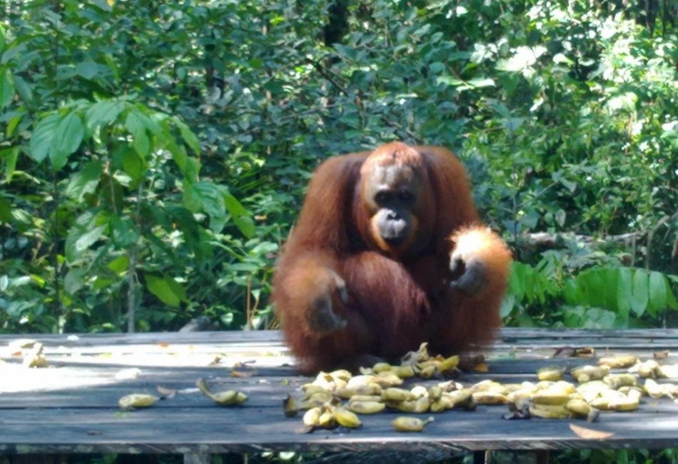 Orangutan at a forest feeding platform during an Indonesia wildlife safari tour