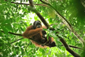 indonesia luxury safari tours