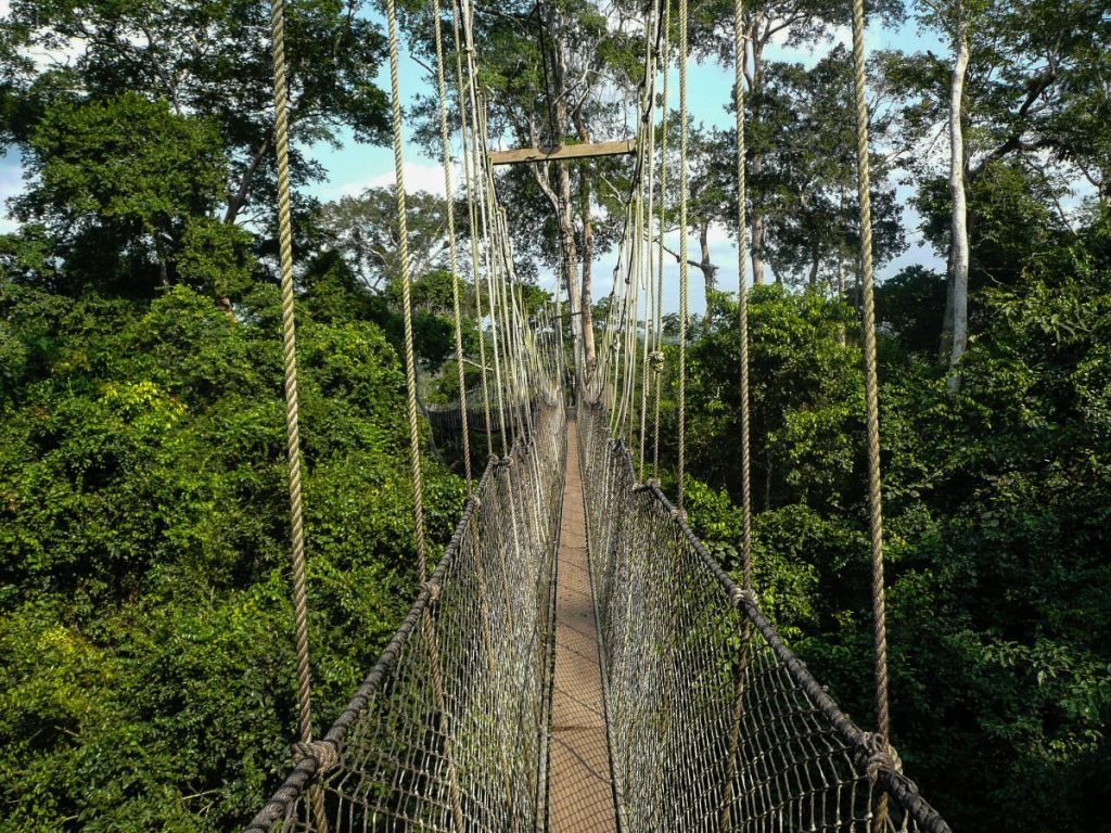 Going for Canopy Walks - Adventurous activity to explore in Borneo
