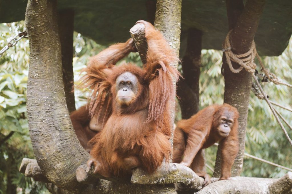 Orangutans in natural habitats