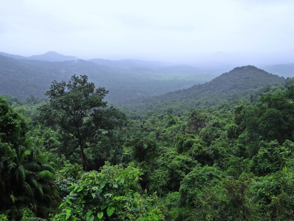Borneo rainforest and Danum Valley