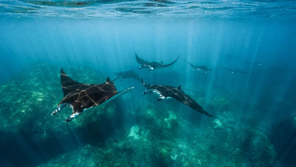 Manta Ray gliding through clear waters near Sangalaki Island during a snorkelling trip in the Derawan Archipelago, Indonesia