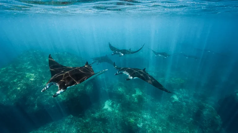 Manta-ray-seasons-Indonesia-banner