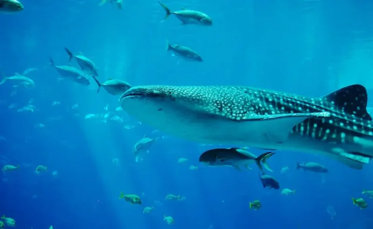 TOFFEEDEV-ADV-INDO-Where-to-Explore-Whale-Shark-in-Indonesia