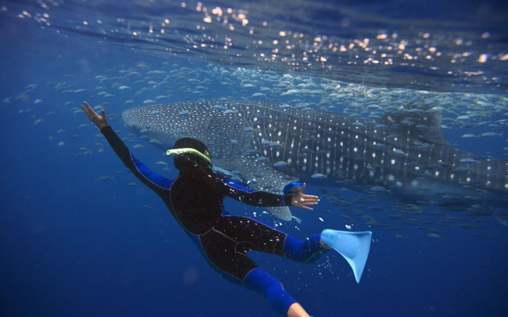 Traveller swimming with a whale shark near Bagang fishing platform, Derawan Island, East Kalimantan, Indonesia