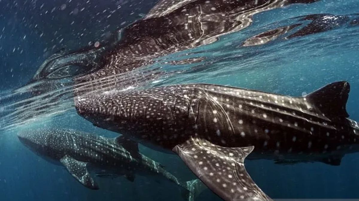 Whale sharks – Takebo Beach 