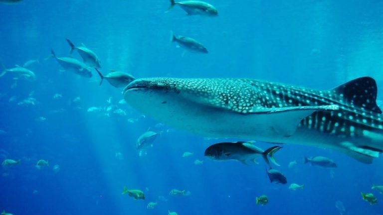 TOFFEEDEV-ADV-INDO-Where-to-Explore-Whale-Shark-in-Indonesia-1280x720