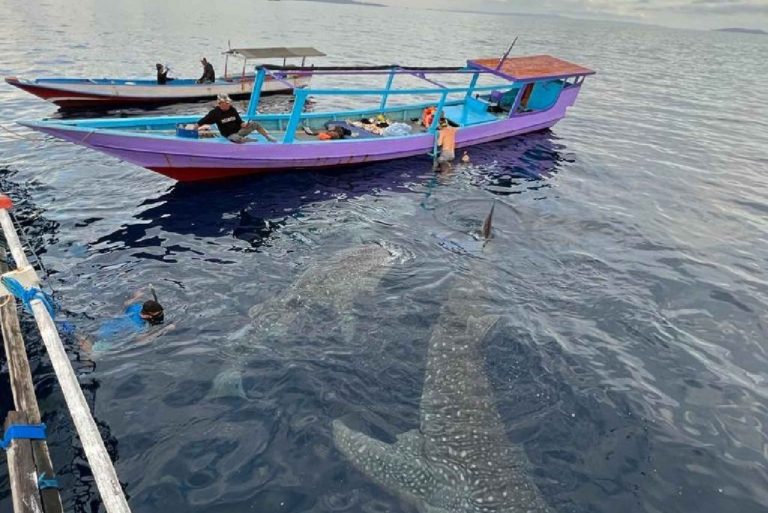 from-lombok-sumbawa-whale-shark-tour-2d1n-4302501