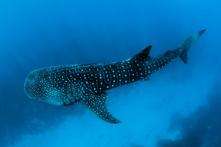 sebastian-pena-lambarri-Abj_zUko6Mg-unsplash-scaled