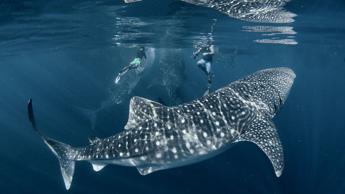 Whale Sharks point 