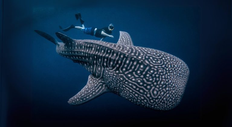 swim-with-whale-shark-saleh-bay-sumbawa-the-giant