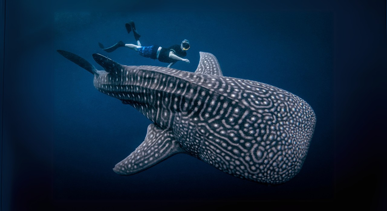 Traveler swimming alongside a giant whale shark in Saleh Bay, Sumbawa — marine adventure in Indonesia’s pristine waters