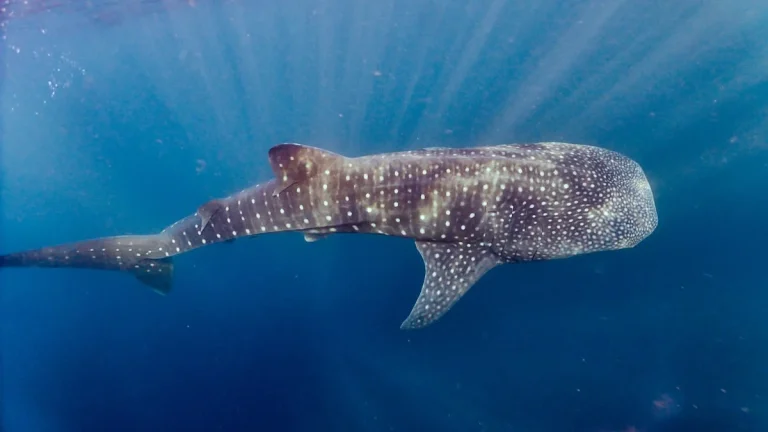 whale-shark-4