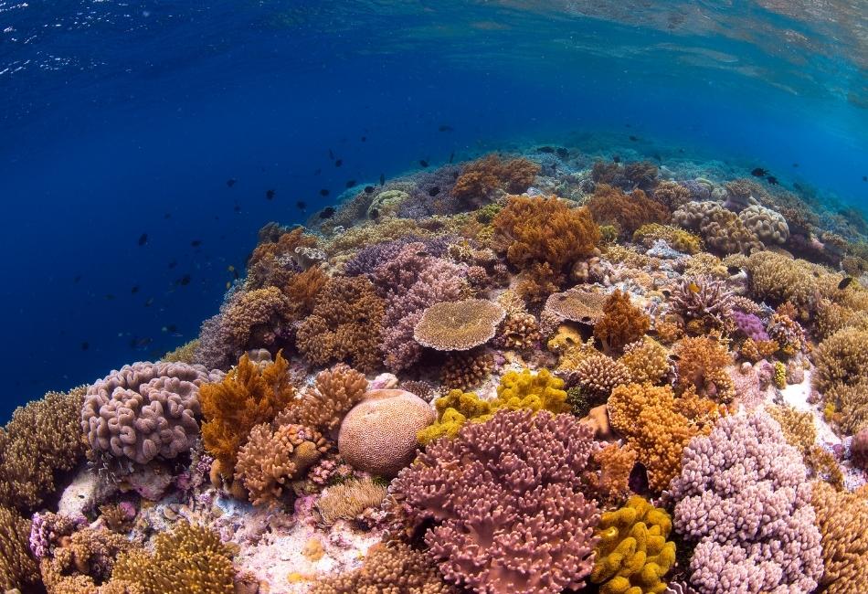 Wakatobi Pristine Reef Diving and Remote Luxury
