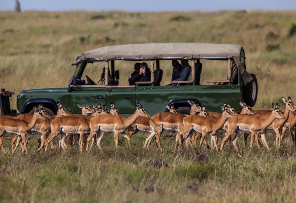 car with herd of Impalas in Bali safari
