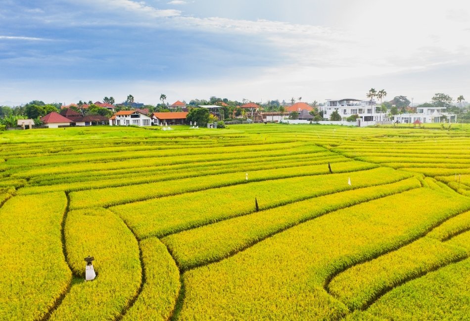 Aerial view of rice terraces in sunrise in Canggu