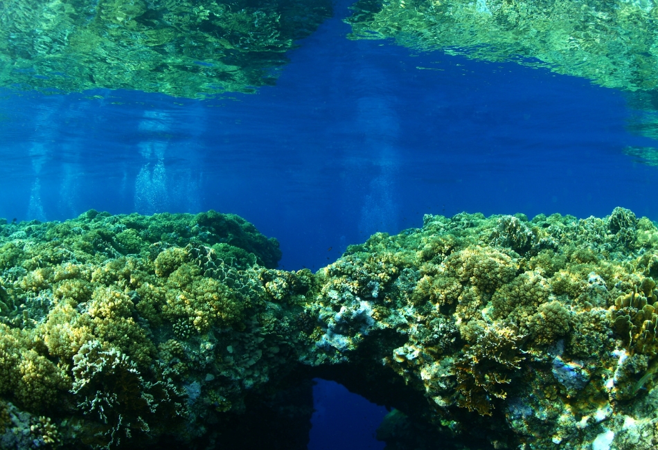 Broad hard-coral gardens in Melissa's Garden
