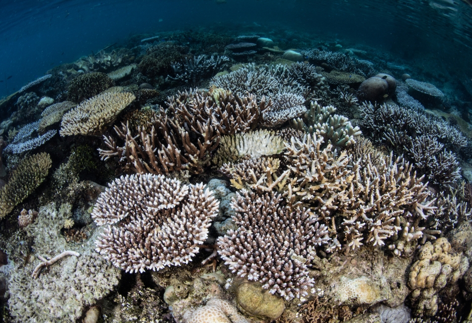Shallow coral in Arborek Jetty
