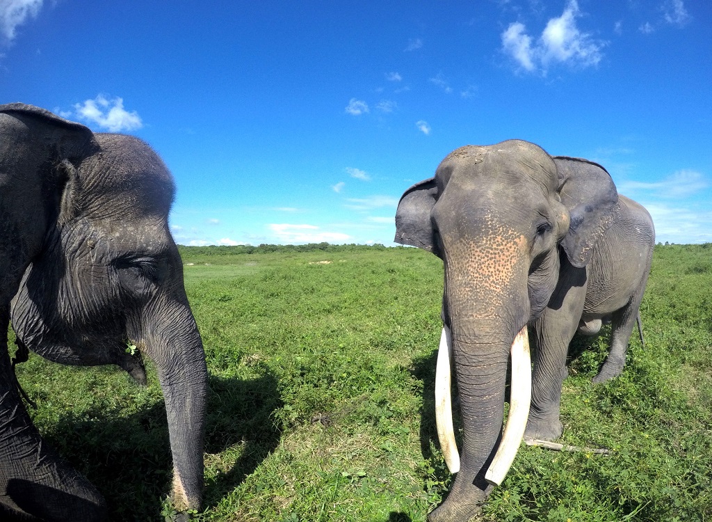 Way Kambas National Park 