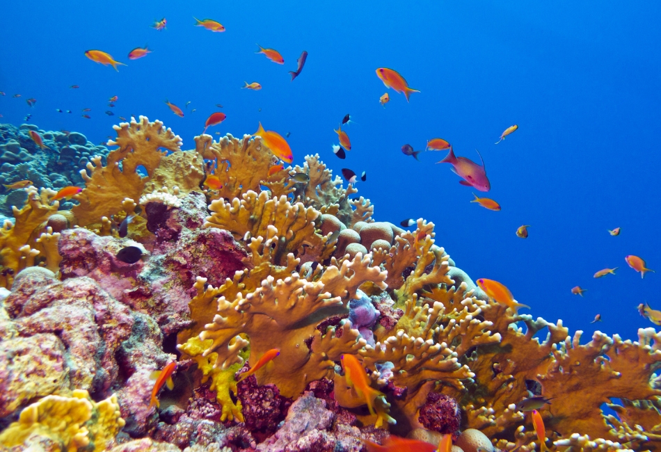 coral reef with exotic fishes in Cape Kri