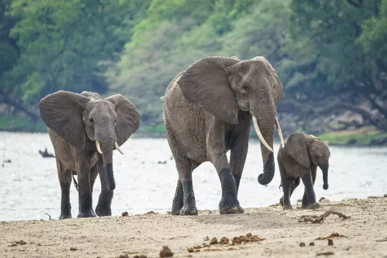gajah-1087041574