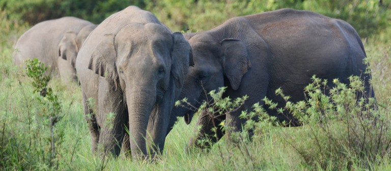 gajah