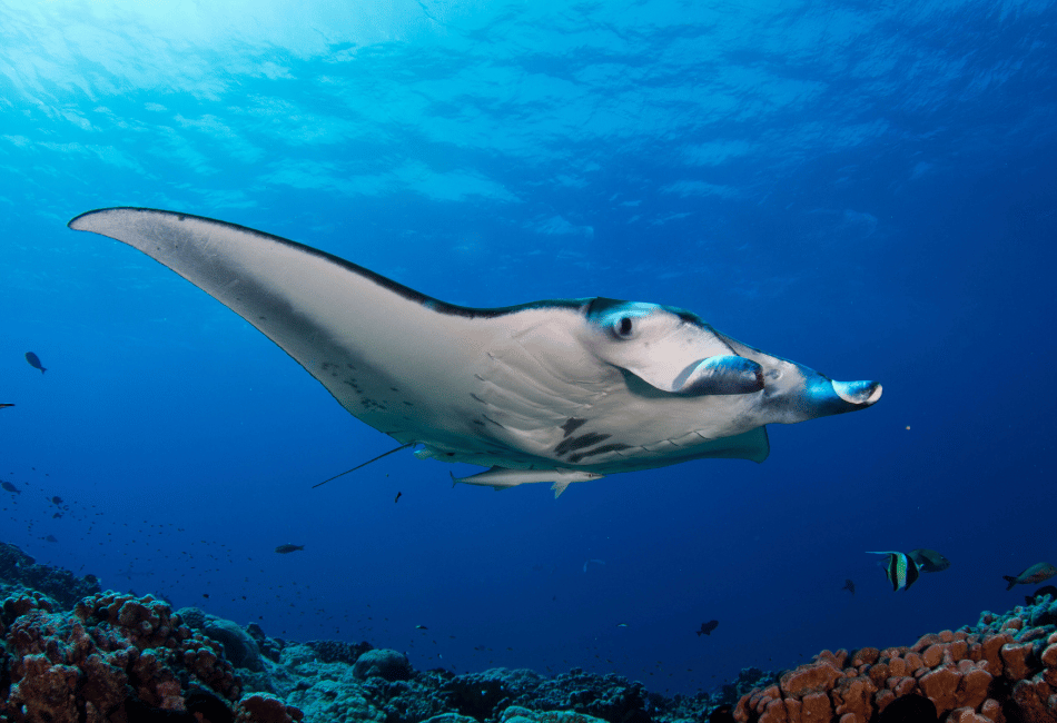 manta point